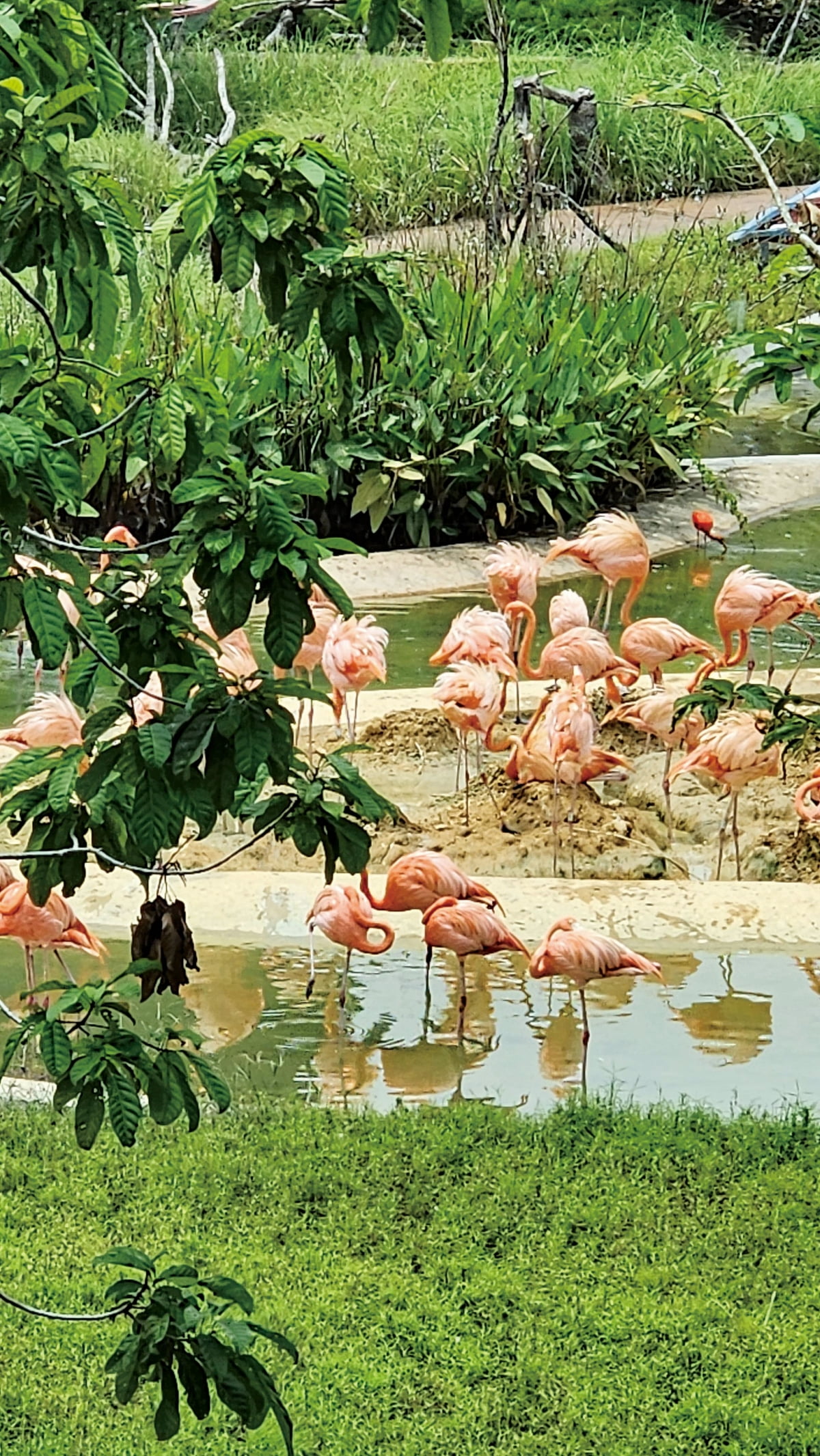 한가롭게 연못 주변을 맴도는 테마관 홍룡재단 크림슨 습지에는 연분홍색 플라멩코와 화려한 금강앵무를 바로 코앞에서 볼 수 있다./사진=이선정