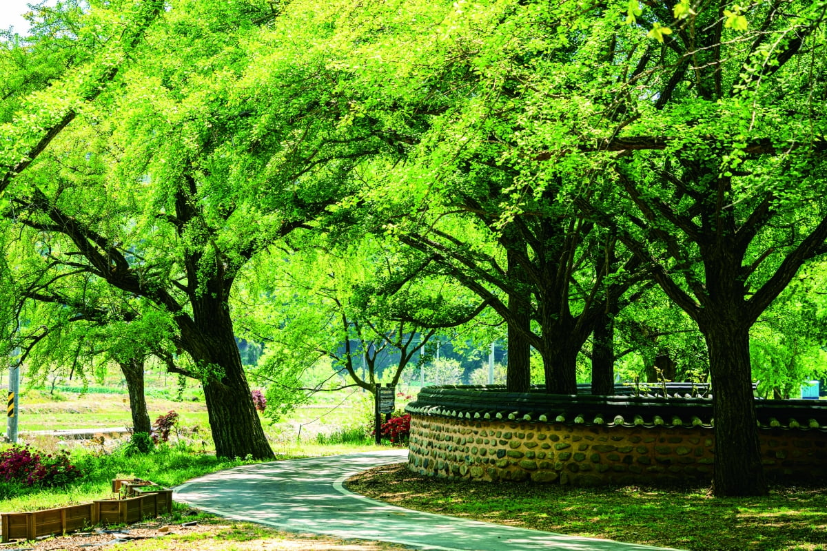 충남 보령 청라은행마을