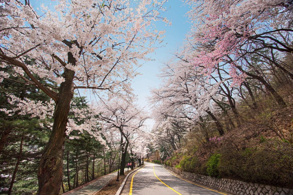 "호텔에서 편안하게 벚꽃캉스 즐겨볼까" 이주의 호텔 소식