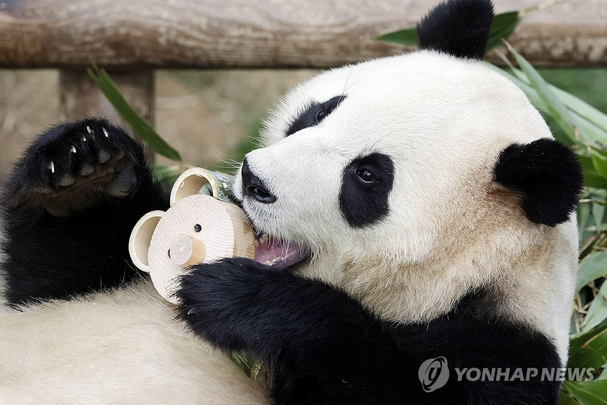 "5분 보려고 6시간 대기"…외신도 놀란 푸바오 사랑