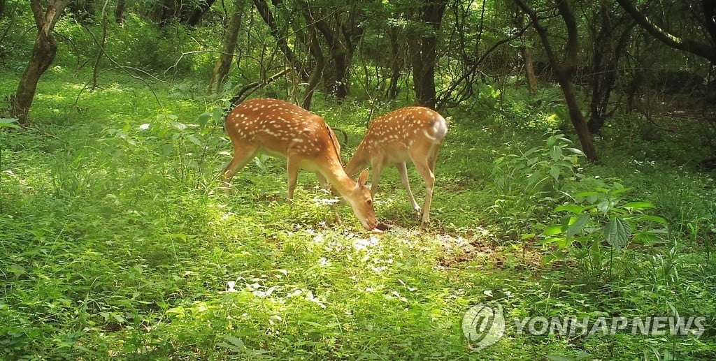 제주에 '제주 노루'가 없다?…'비상'