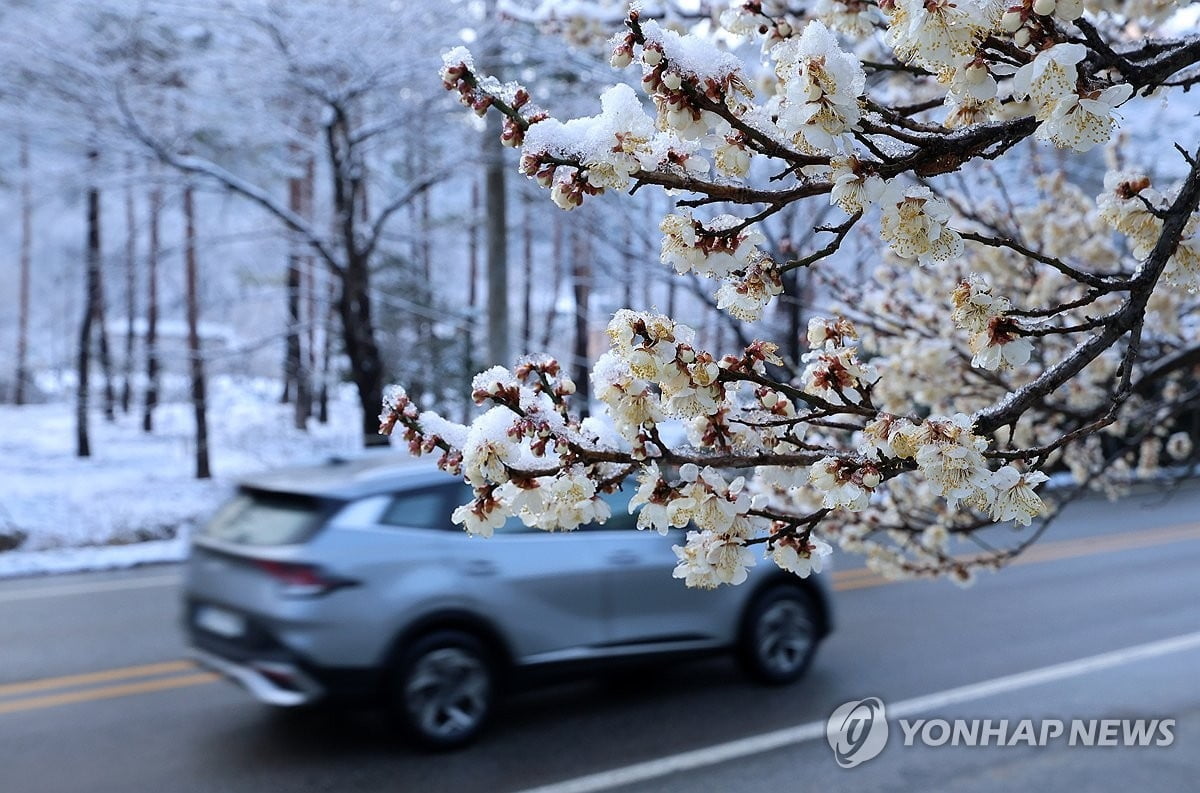 구룡령 8.7㎝ '폭설'…내일까지 최대 20㎝ 내린다