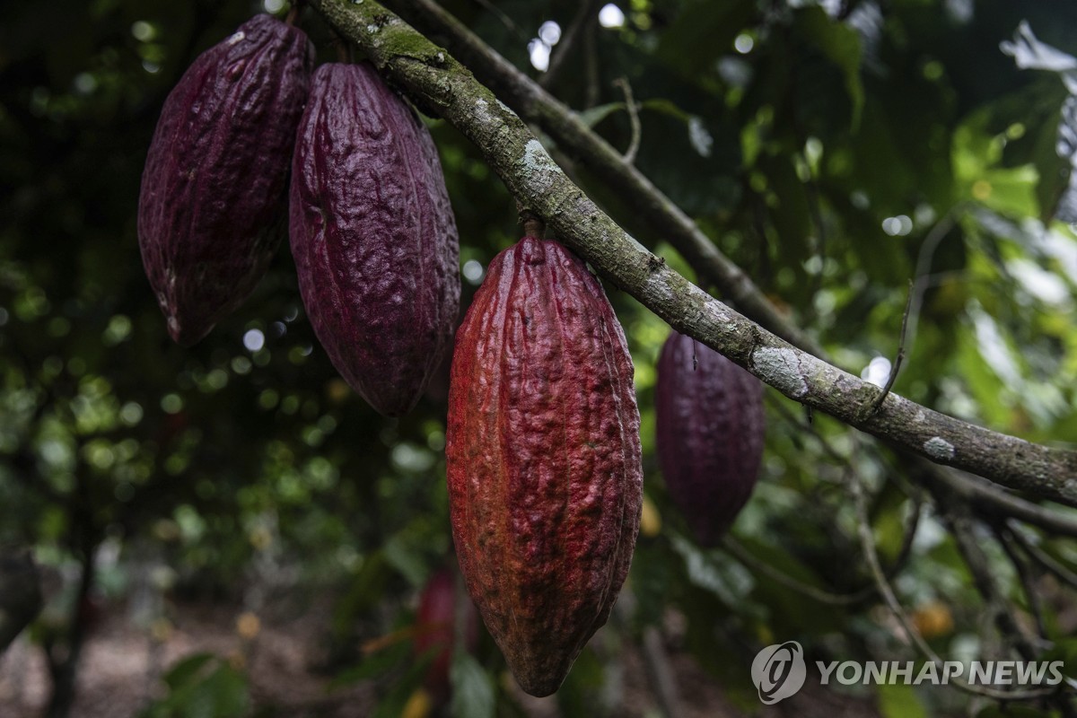 코코아 가격 급등에 초콜릿 제품 '슈링크플레이션'