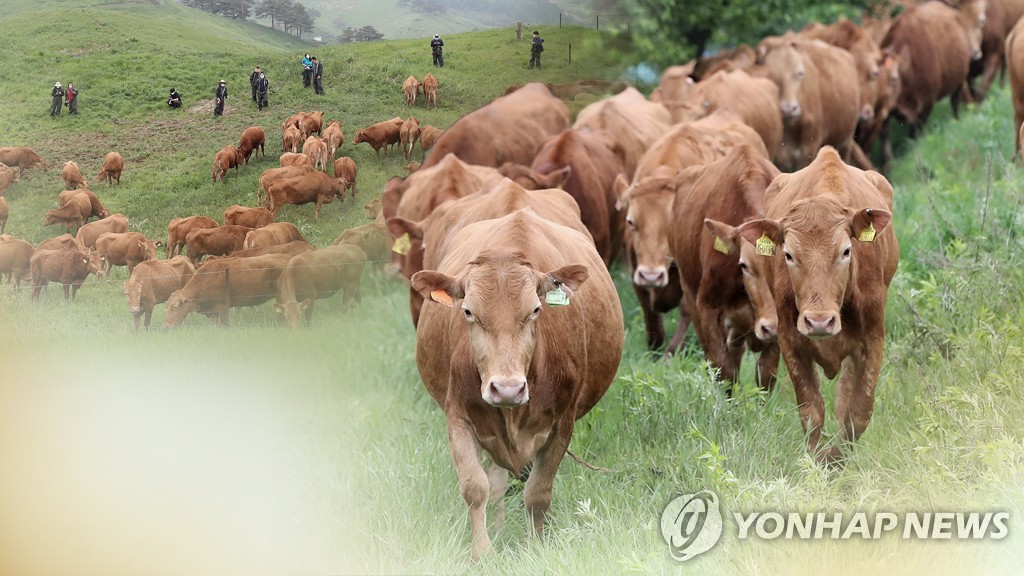 우량 씨수소 정액 절도에 허탈…"금보단 비싼 20년 연구 결과물"