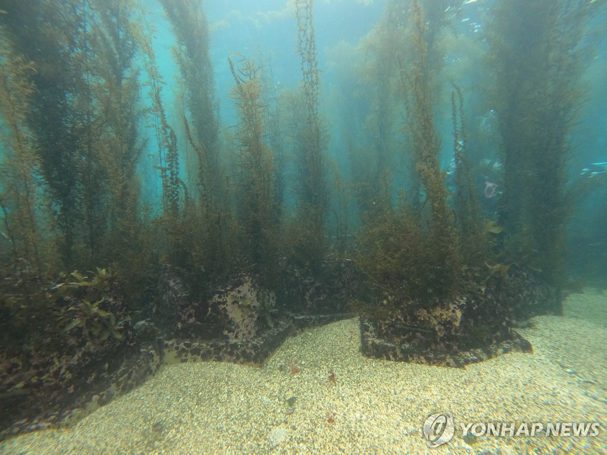 '해조류 쑥쑥' 바다숲 조성하는 생육블록 실증 성공