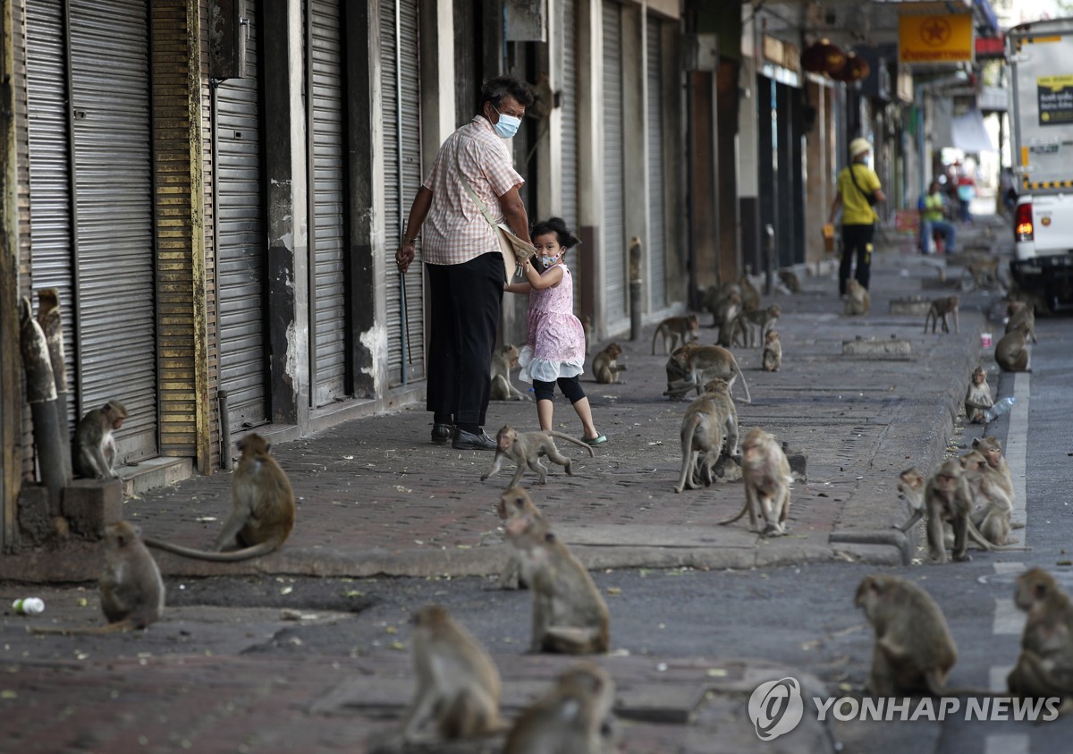 거리 뒤덮은 명물서 애물단지로…태국 '원숭이 도시'서 포획작전