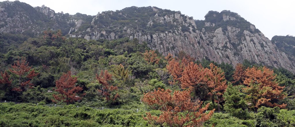 제주 산림 여전히 괴롭히는 '소나무 에이즈' 재선충병