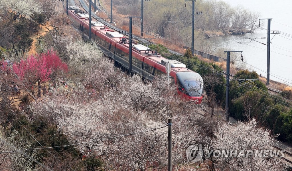 낙동강변 따라 봄꽃 '펑펑'…양산·김해서 매화축제 9일 개막