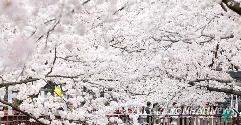 연분홍 벚꽃에 문화예술 더한 진해군항제…공연·행사 풍성