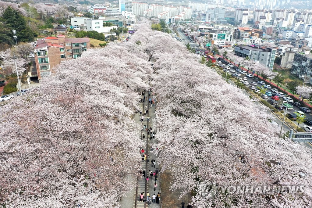 진해군항제 D-3…연분홍빛 벚꽃 아래 '사랑' 주제 프로그램 손짓