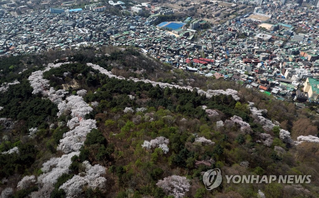 서울 중구, 벚꽃철 남산 불법주정차 집중 단속