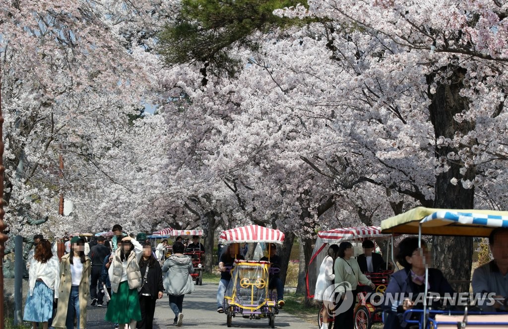 "경포에서 특별한 봄 소풍 즐기세요" 경포벚꽃축제 29일 개막