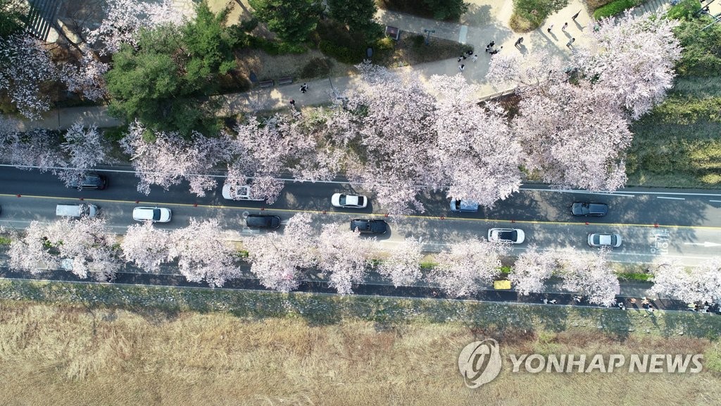 "경포에서 특별한 봄 소풍 즐기세요" 경포벚꽃축제 29일 개막