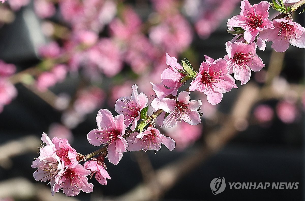 평년보다 열흘 일찍 피는 과일 꽃…농진청 "서리 피해 우려"