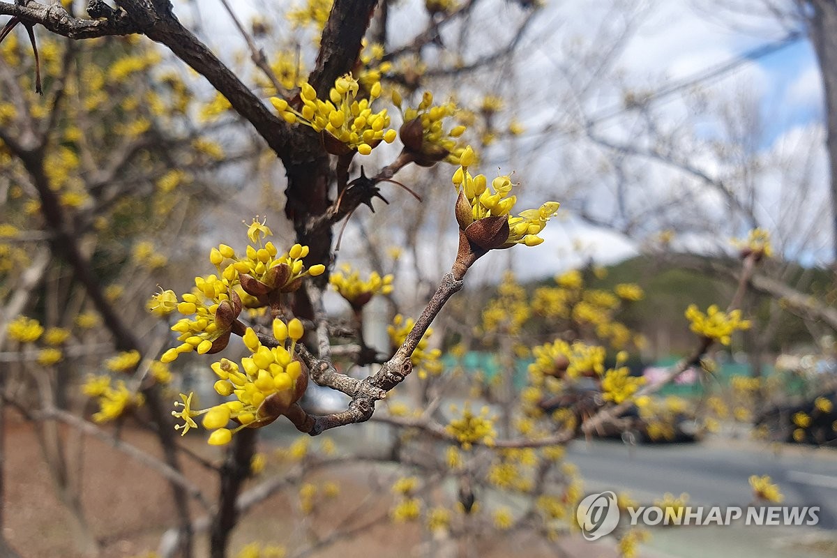 대구·경북 맑다가 오후부터 흐려져…아침 기온 -5도 안팎