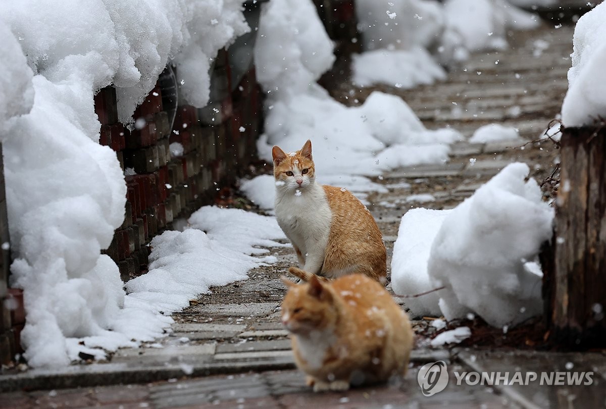 전국에 비 또는 눈 오고 기온 '뚝'…강원·경북 산지엔 눈 쌓여