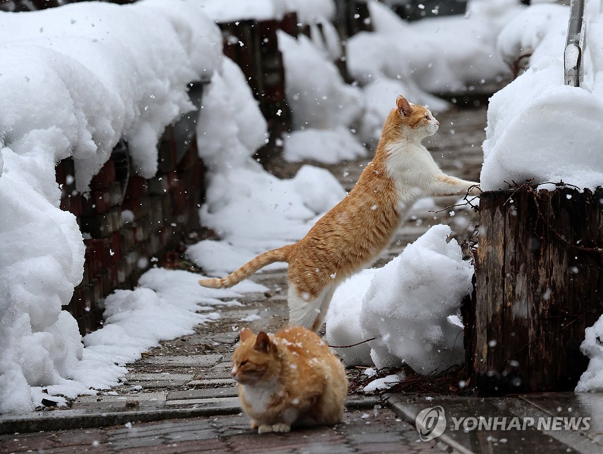 강원 대체로 흐리고 내일까지 산지에 20㎝ 이상 눈