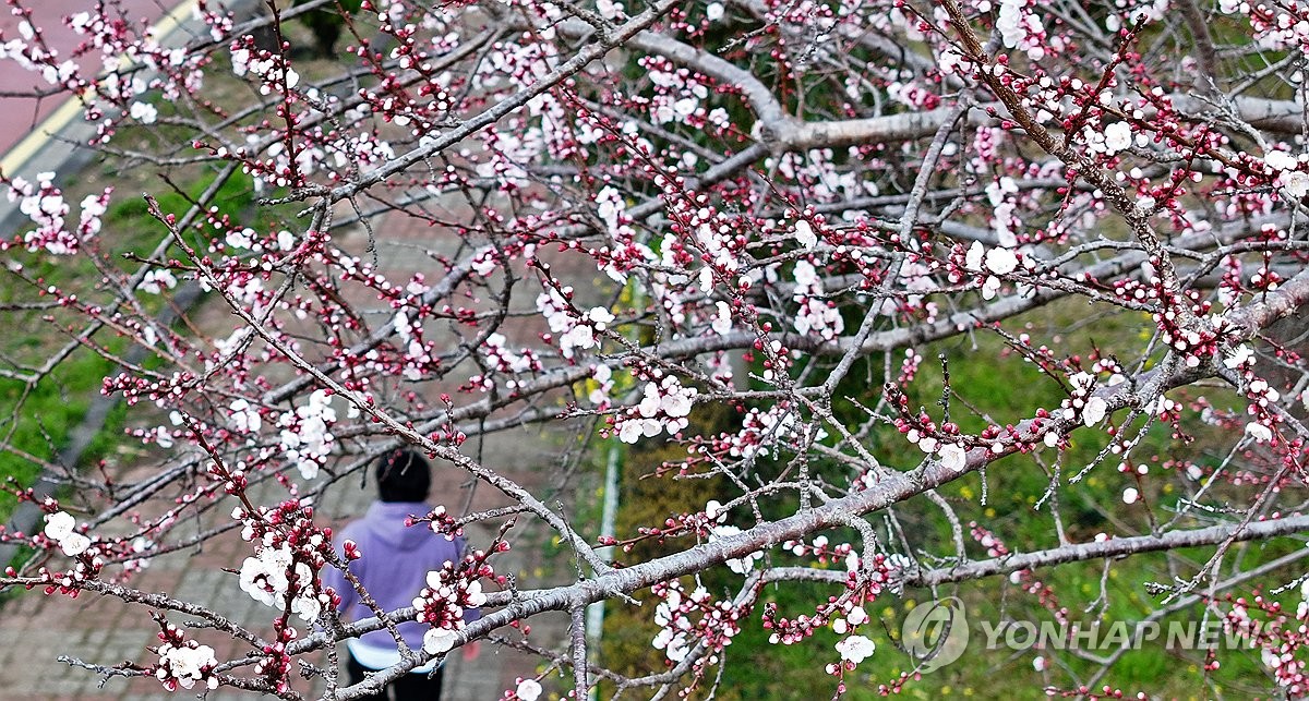 제주 흐리고 비…예상 강수량 5∼20㎜