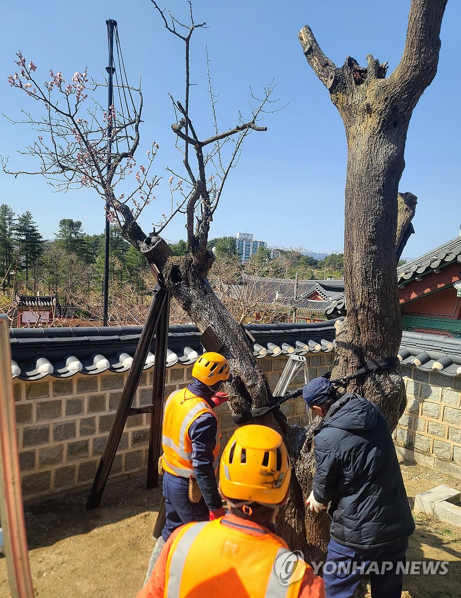 고사 위기 속 꽃 '활짝'…수령 600년 천연기념물 율곡매 '눈길'