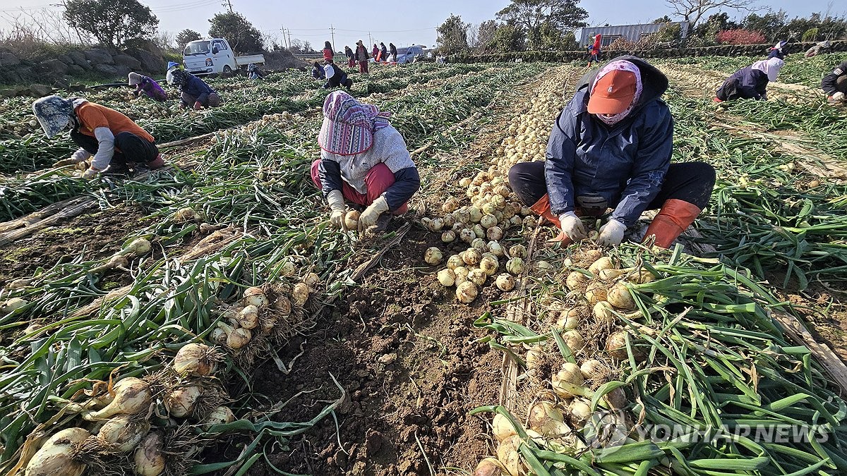배추 등 일시적 공급 부족 우려…농식품부 "가용수단 총동원"