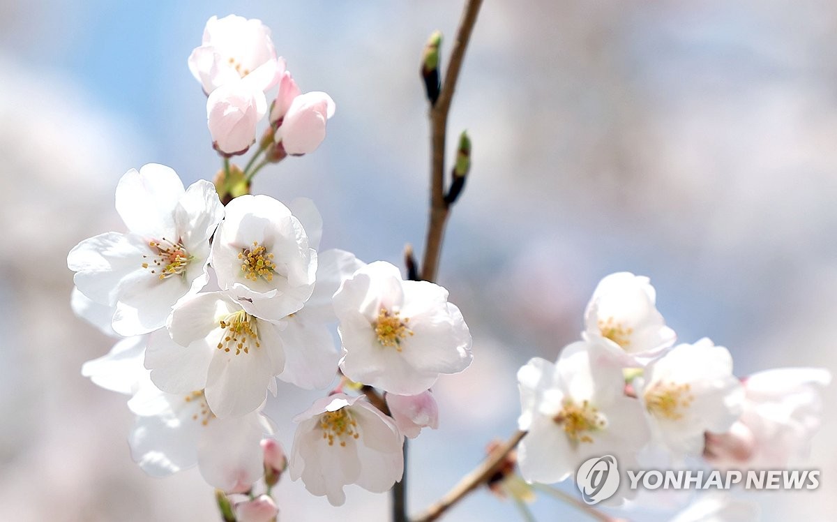 벚꽃놀이에 좋은 스타벅스 매장은…인기매장 10곳 지도 공개