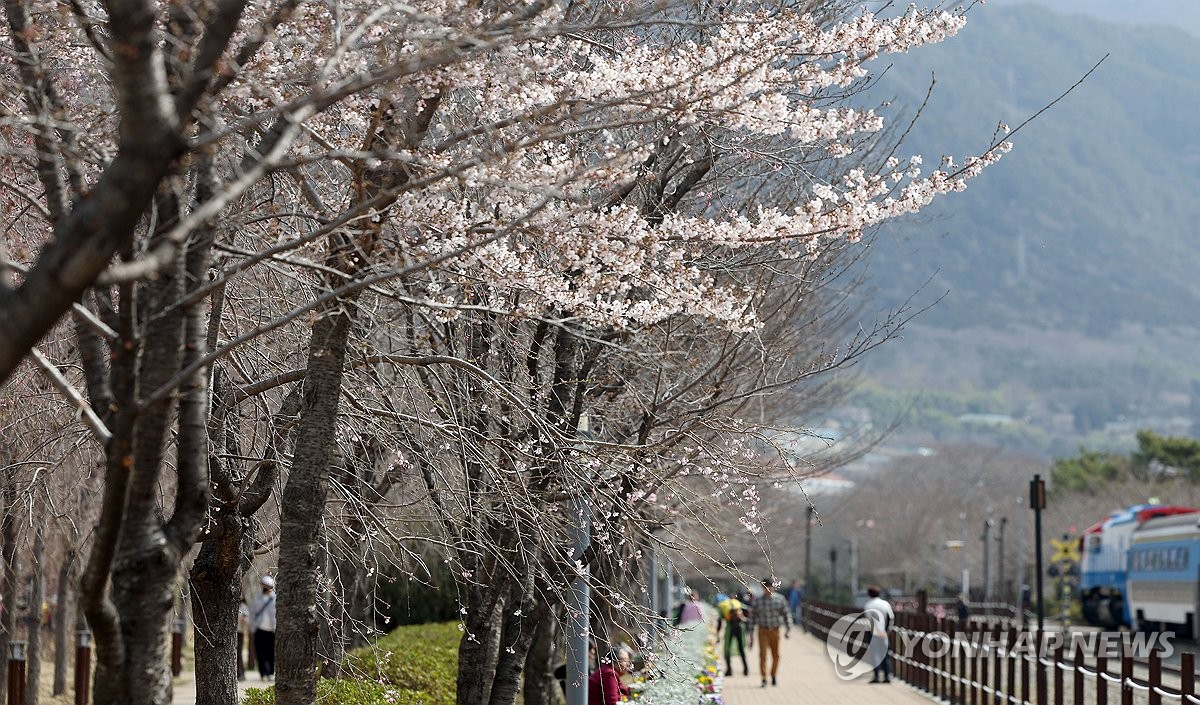 연분홍 벚꽃 일렁이는 진해…제62회 군항제 막 올랐다