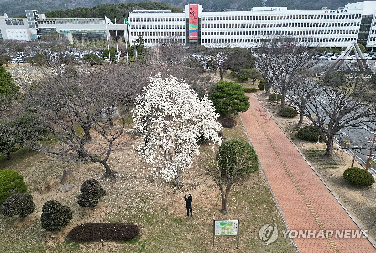 [사진톡톡] 앙상했던 나무에 꽃이…경남에 시나브로 찾아온 봄