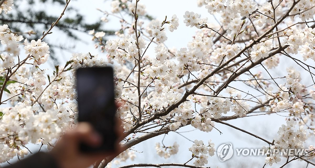 울산 북구, 벚꽃명소 스탬프투어 운영…방문 인증 시 기념품