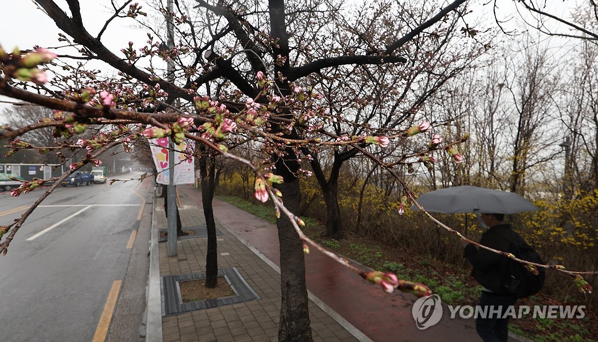 축제 시작했는데 벚꽃은 어디에…윤중로 찾은 시민들 "아쉬워"