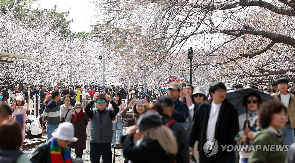 [사진톡톡] '벚꽃 절정' 진해군항제 상춘객 인파