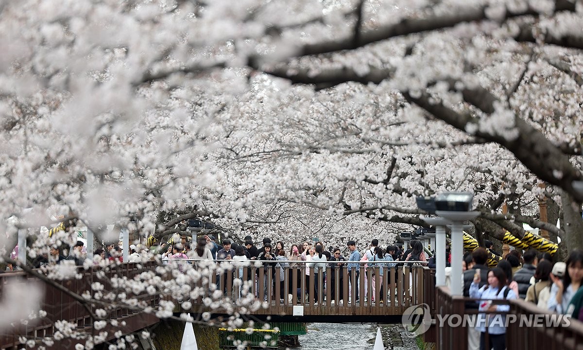 [사진톡톡] '벚꽃 절정' 진해군항제 상춘객 인파