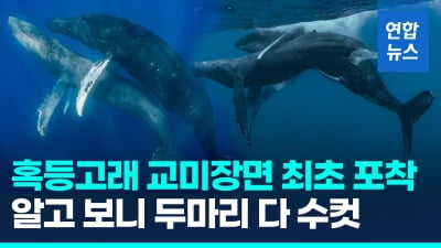 [영상] 혹등고래 교미 장면 최초 포착…알고보니 동성애