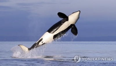 범고래, 백상아리 2분만에 단독 사냥…"생태계 변화 신호"