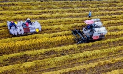 '쌀수출 3위' 베트남 "올해 수출 작년보다 최대 163만t 감소"