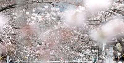 연분홍 벚꽃에 문화예술 더한 진해군항제…공연·행사 풍성
