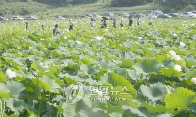 '안식과 쉼의 시간'…김제 청운사서 31일 괘불 문화의날 행사