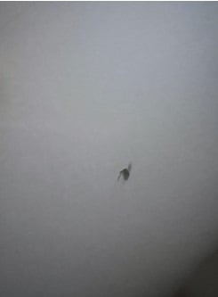 고객이 배달박스 뚜껑에 붙어 있었다며 찍어 보낸 벌레 사진 (출처 = 자영업자 온라인 커뮤니티)