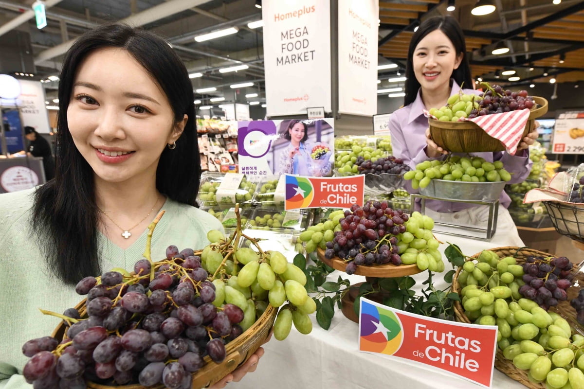 [포토] "홈플러스에서 달콤 끝판왕 칠레 포도 맛보세요"