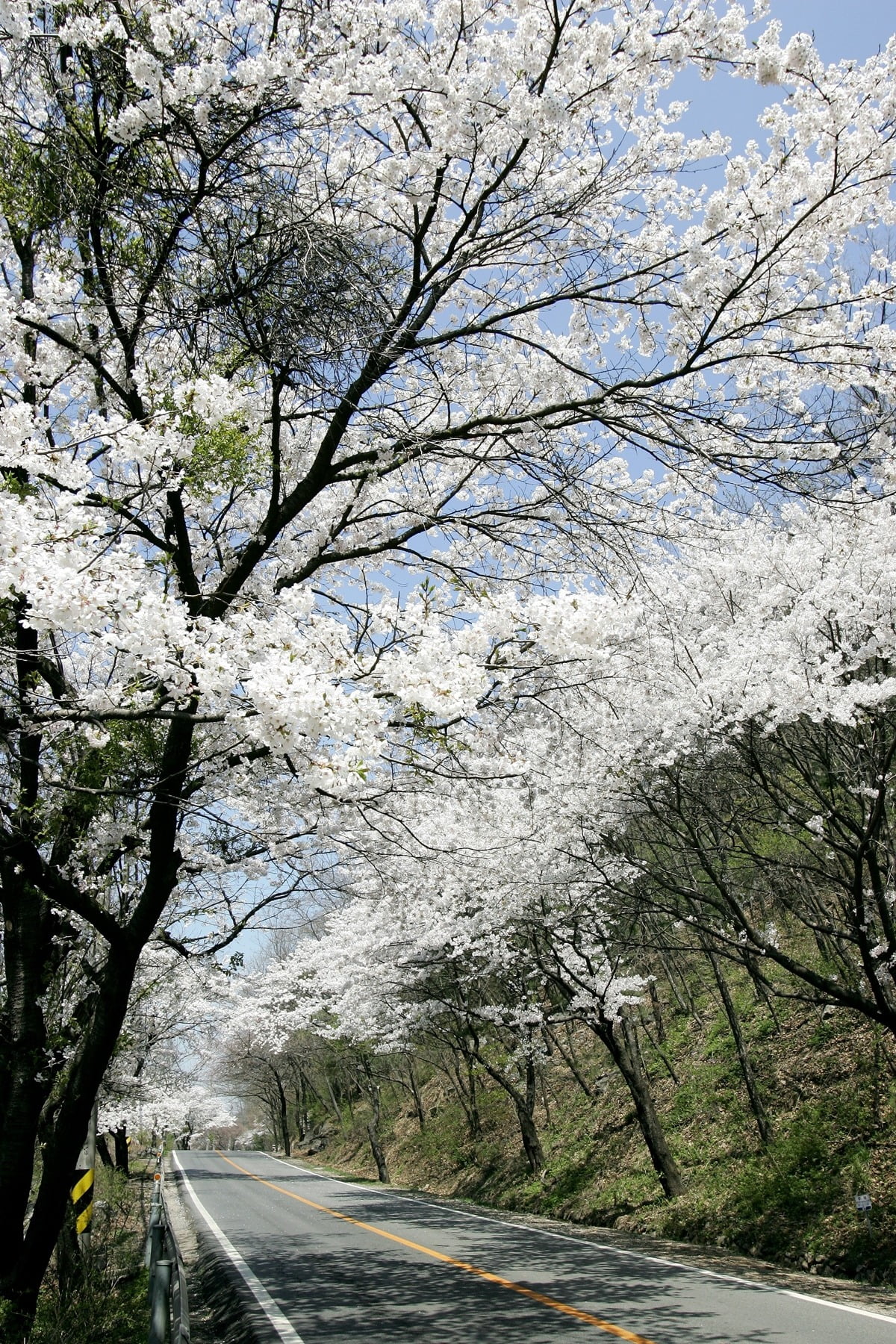 경기 광주시가 수도권 벚꽃 명소인 남한산성 벚꽃길을 소개하며 상춘객들을 유혹하고 있다.경기광주시 제공