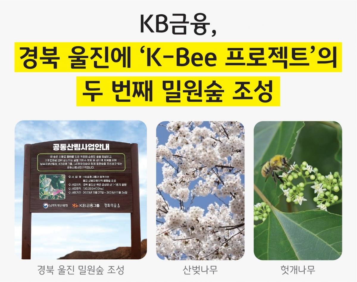 꿀벌에 진심인 KB금융, 경북 울진에 밀원숲 조성