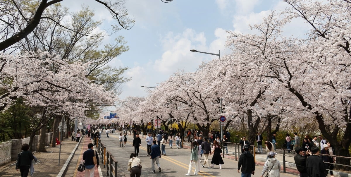 5일 서울 여의도 '윤중로 벚꽃축제'를 찾은 시민들이 활짝 핀 벚꽃을 즐기고 있다.사진=강은구 기자