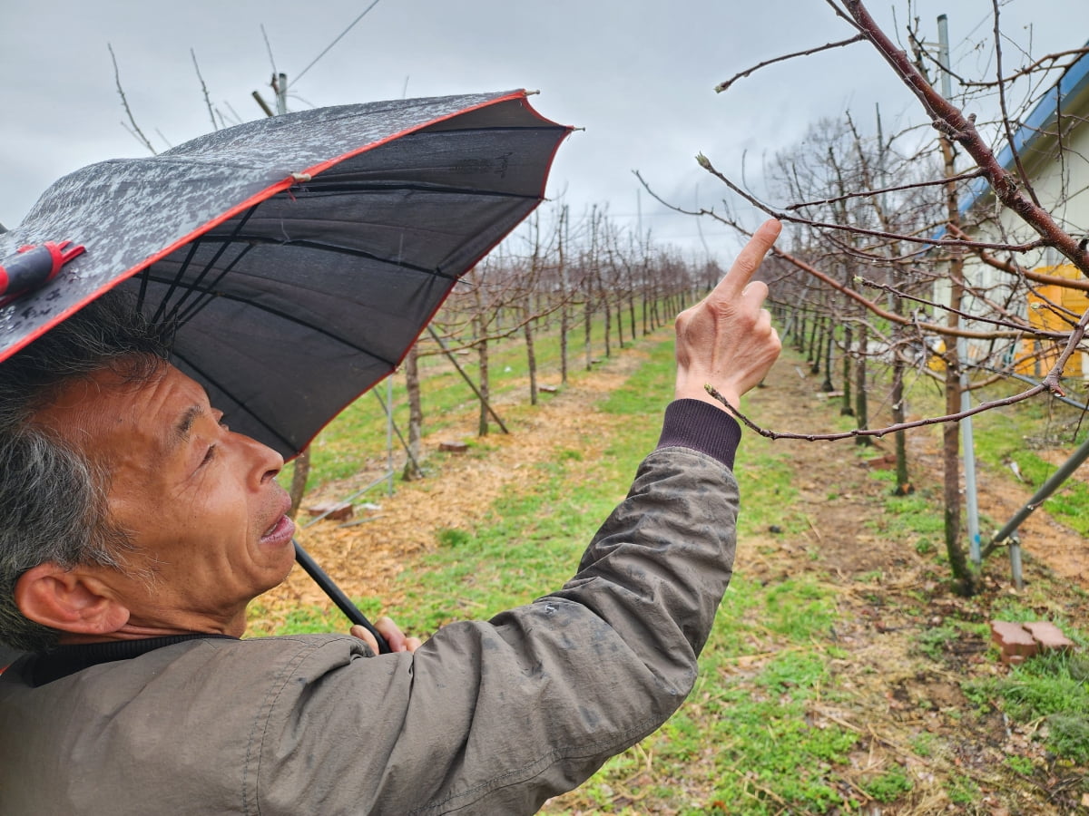 충주에서 사과 과수원을 운영하는 김승섭 씨(71)가 힘없이 매달린 사과꽃을 가리키고 있다. 이광식 기자