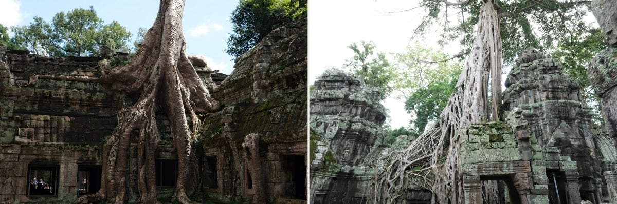 타 프롬 사원의 스펑나무(왼쪽)와 이엥나무(오른쪽) / 필자 제공 