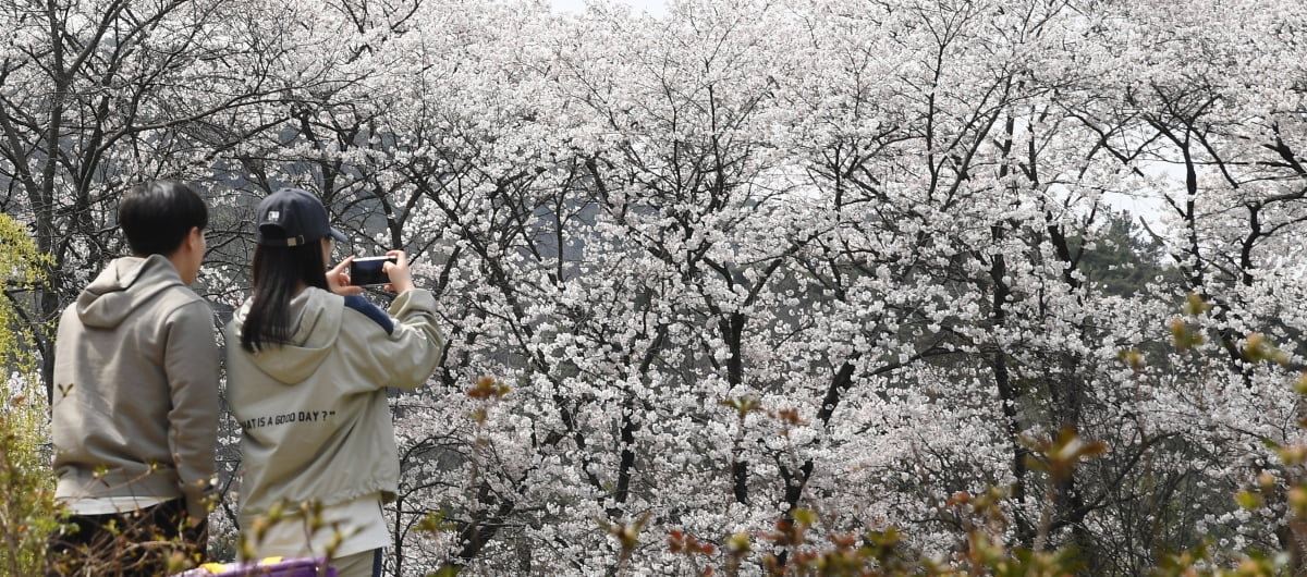  지난 7일 경남 거창의 덕천서원에서 봄 나들이객이 만개한 벚꽃 밑에서 기념사진을 촬영하고 있다. 카지노 꽁머니1