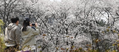 화창한 날씨·만개한 벚꽃…투표율 떨어질까? 역대 카지노 해외 보니