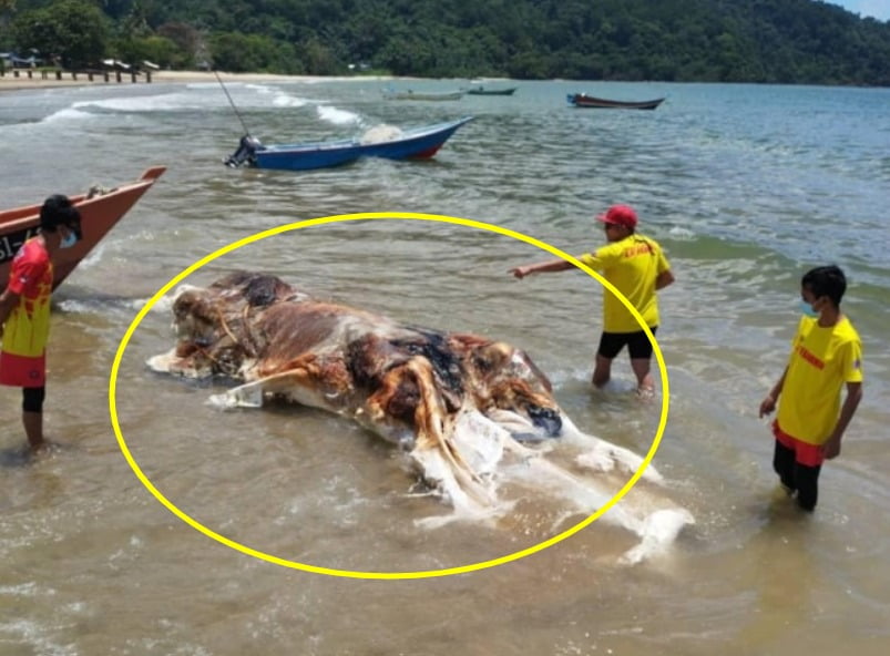 말레이시아 해변서 발견된 정체불명 사체 '눈길'