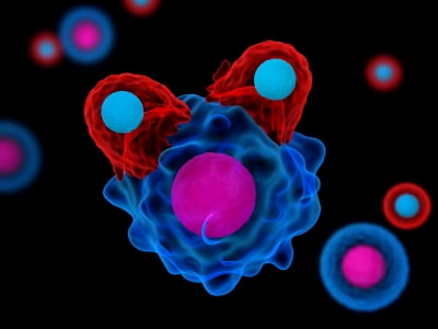 CAR-T 수명 조절하는 ‘마스터 키’ 찾았다…고형암·재발률 잡는 단서 얻나