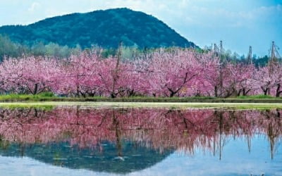 <특집 한역(漢譯)> 졸다가 낚싯대를 잃고(시조), 무명씨