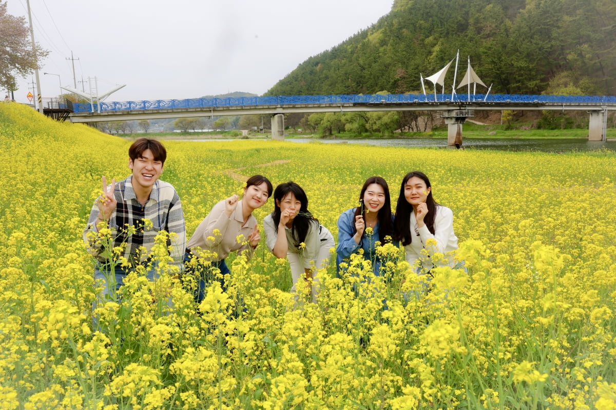 봄의 전령사...유채꽃에 물든 경북 화양읍 청도천변