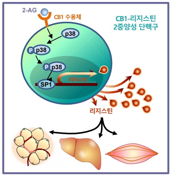 CB1-리지스틴 2중양성 단핵구 해부도